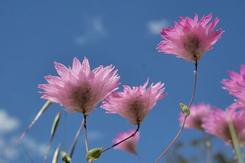 Orchids And Wildflowers Photographic Day Tour From Perth - Accommodation Main Beach 10