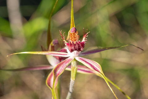 Orchids And Wildflowers Photographic Day Tour From Perth - Accommodation Main Beach 13