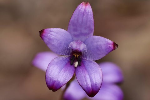 Orchids And Wildflowers Photographic Day Tour From Perth - Accommodation Main Beach 1
