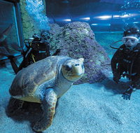 Dive with Sharks at AQWA - Accommodation Main Beach