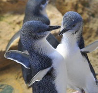Penguin Island Tour - Accommodation Main Beach