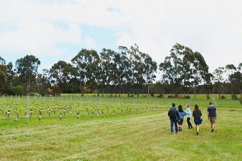 Organic Vineyard/Farm Tour - Accommodation Main Beach 7