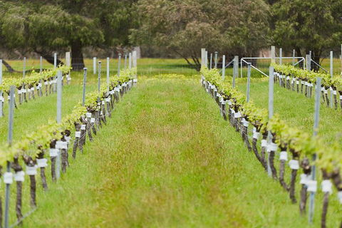 Organic Vineyard/Farm Tour - Accommodation Main Beach 4