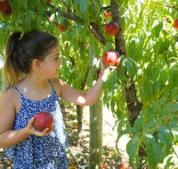 Summer Fruits Festival - Accommodation Main Beach
