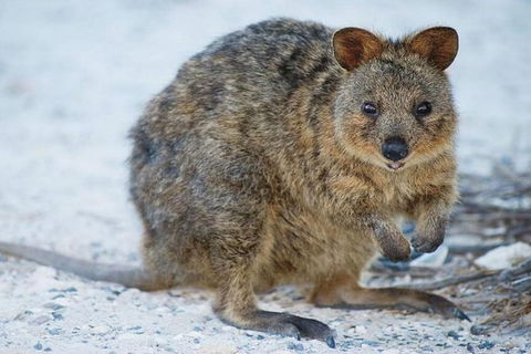 Rottnest Island Bike, Snorkel & Ferry Package From Perth - Accommodation Main Beach 0