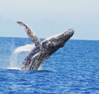 Guided Whale Watching Boat Tour at Kalbarri - Accommodation Main Beach