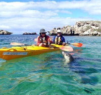 Penguin and Seal Islands Sea Kayaking Experience - Accommodation Main Beach