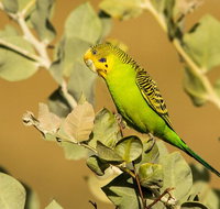 Private Guided Birdwatching Tour in Pilbara - Accommodation Main Beach