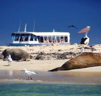 Dolphin Penguin and Sea Lion Cruise - Accommodation Main Beach