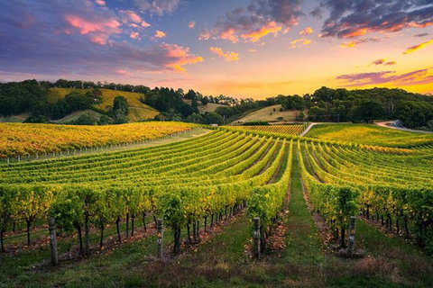 Swan Valley Sunset Wine Tour - Premium Small Group Tour - Accommodation Main Beach 0