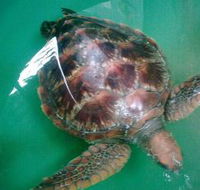Australian Seabird Rescue - Accommodation Main Beach