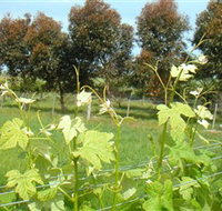 Barwon Ridge Wines - Accommodation Main Beach