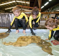 Australian Shark and Ray Centre - Accommodation Main Beach