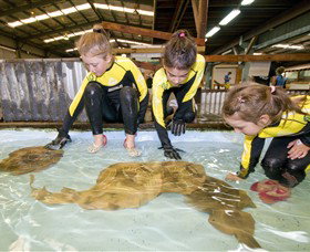 Australian Shark And Ray Centre - Accommodation Main Beach 0