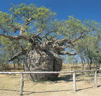 Boab Prison Tree - Accommodation Main Beach
