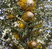 Woylie Walk Dryandra Woodland - Accommodation Main Beach