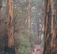 Beedelup National Park - Accommodation Main Beach