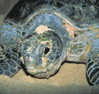 Turtle Nesting Season - Accommodation Main Beach