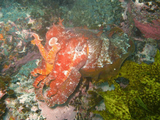 Jervis Bay Dive Charters - Accommodation Main Beach