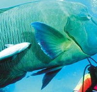 Aristocat Snorkel and Scuba Port Douglas