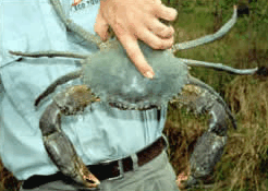 Whitsunday Crocodile Safari - Accommodation Main Beach 0
