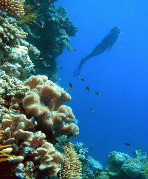 Reef Magic Cruises - Accommodation Main Beach 0