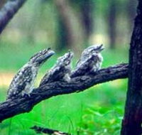 Undara Experience - Accommodation Main Beach