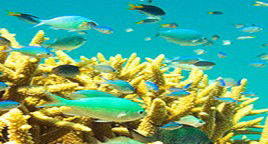 Reef Jet Cruises - Accommodation Main Beach 4