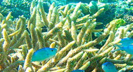 Reef Jet Cruises - Accommodation Main Beach 5