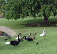 Anzac Park and Ululah Lagoon - Accommodation Main Beach