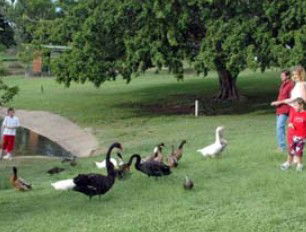 Anzac Park And Ululah Lagoon - Accommodation Main Beach 0