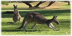Rockingham Golf Club - Accommodation Main Beach 2