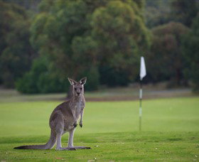 Anglesea Golf Club - Accommodation Main Beach 0