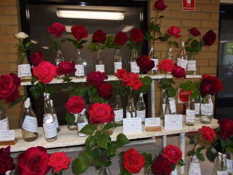 Anglican Spring Flower Show Gundagai - Accommodation Main Beach 0