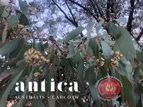 Antica Australis - Winter Fire Festival - Accommodation Main Beach 0