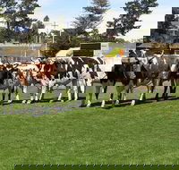 Brighton Show - Accommodation Main Beach