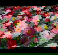 Camellia's Australia National Camellia Show - Accommodation Main Beach