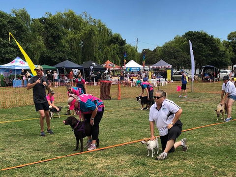 Dogs In The Park Orange - Accommodation Main Beach 0