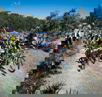 JetBlack Wild Wombat MTB Challenge - Accommodation Main Beach