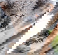 Meet the Stars of the Livestreams - Accommodation Main Beach