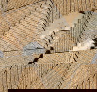 WA Now  Tom Mller Monolith Scores - Virtual Exhibition - Accommodation Main Beach
