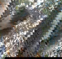 Annual Koala Count - Accommodation Main Beach