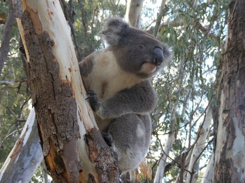 Annual Koala Count - Accommodation Main Beach 0