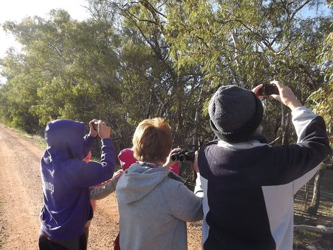 Annual Koala Count - Accommodation Main Beach 1