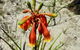 Australian Flora: Past, Present And Future - thumb 0