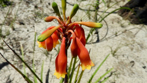 Australian Flora: Past, Present And Future - Accommodation Main Beach 0
