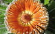 Australian Flora: Past, Present And Future - thumb 1