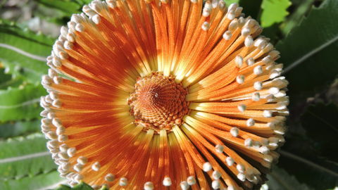 Australian Flora: Past, Present And Future - Accommodation Main Beach 1