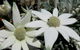 Australian Flora: Past, Present And Future - thumb 2