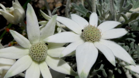Australian Flora: Past, Present And Future - Accommodation Main Beach 2